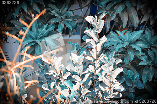 Image of Background of jackfruit tree leafs