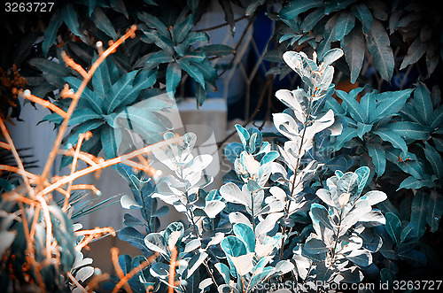 Image of Background of jackfruit tree leafs