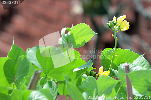 Image of Yellow color flower isolate green leaf background