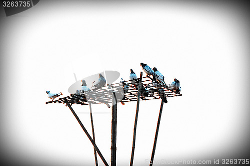 Image of Dove or pigeon