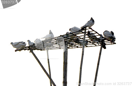 Image of Dove or pigeon