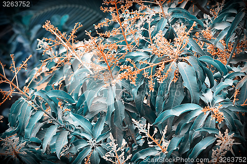 Image of Background of mango tree leafs