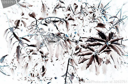 Image of Natural leaf background for text used