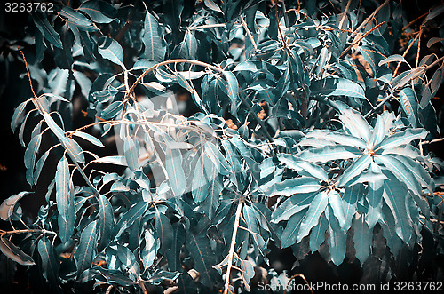 Image of Background of mango tree leafs