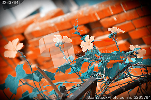 Image of Yellow color flower in the city garden