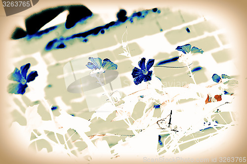 Image of Natural flower background for text used