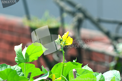 Image of Yellow color flower isolate green leaf background