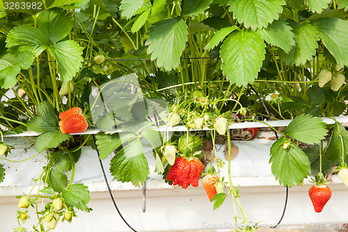 Image of culture in a greenhouse strawberry and strawberries
