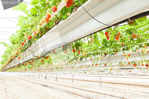 Image of culture in a greenhouse strawberry and strawberries