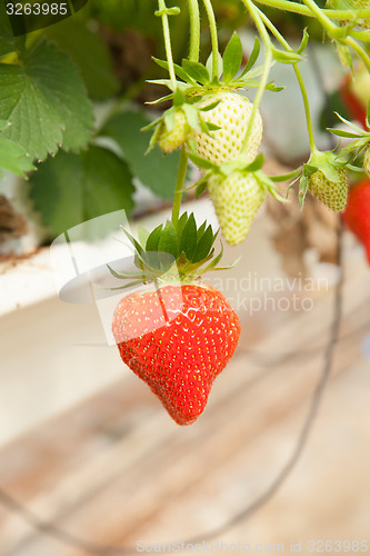 Image of culture in a greenhouse strawberry and strawberries