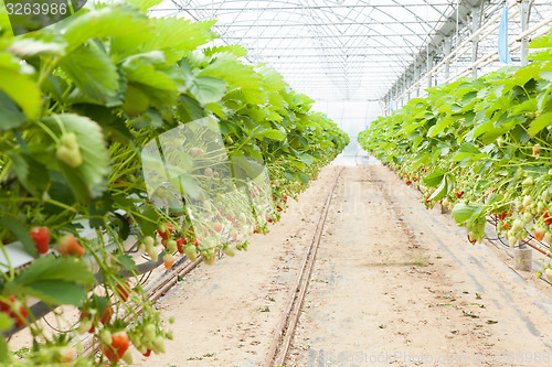Image of culture in a greenhouse strawberry and strawberries