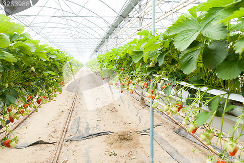 Image of culture in a greenhouse strawberry and strawberries