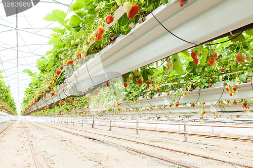 Image of culture in a greenhouse strawberry and strawberries