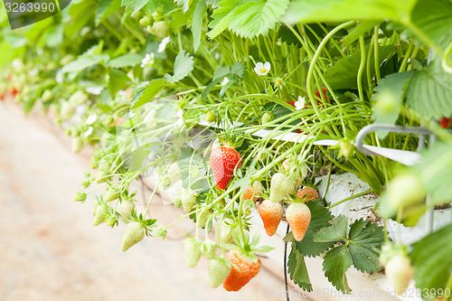 Image of culture in a greenhouse strawberry and strawberries