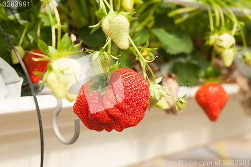 Image of culture in a greenhouse strawberry and strawberries