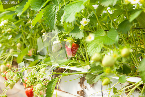 Image of culture in a greenhouse strawberry and strawberries