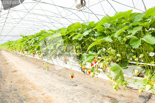 Image of culture in a greenhouse strawberry and strawberries