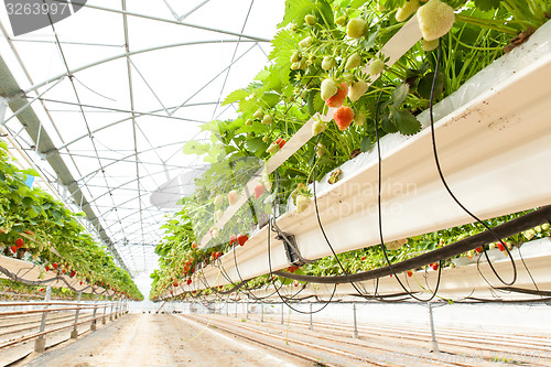 Image of culture in a greenhouse strawberry and strawberries