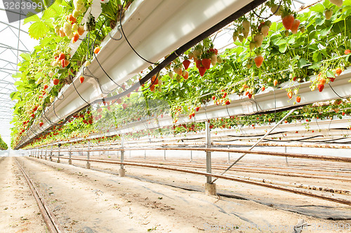 Image of culture in a greenhouse strawberry and strawberries