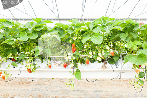 Image of culture in a greenhouse strawberry and strawberries