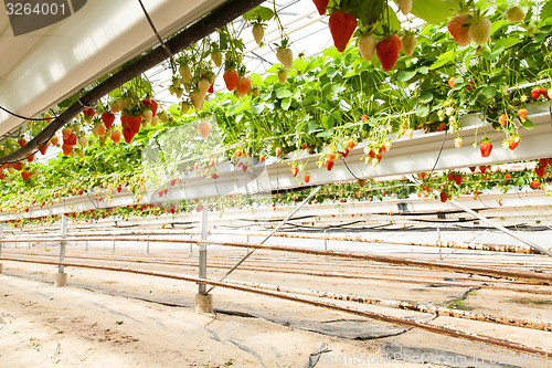 Image of culture in a greenhouse strawberry and strawberries