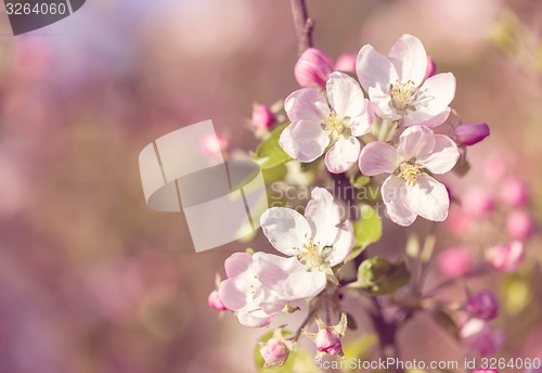 Image of Blossoming apple in spring in pink retro color