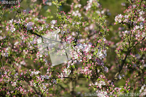 Image of Blossoming apple in spring 