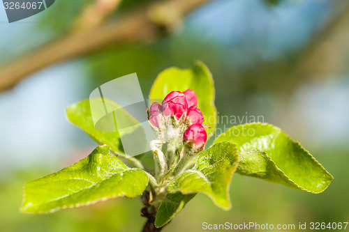 Image of apple bud in spring 