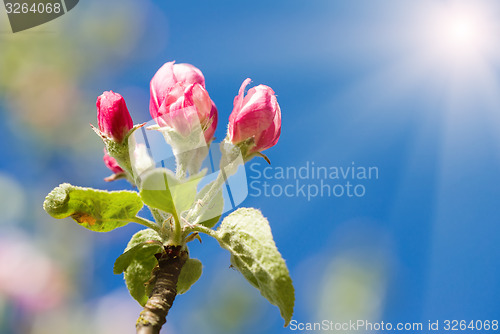 Image of apple bud in spring 