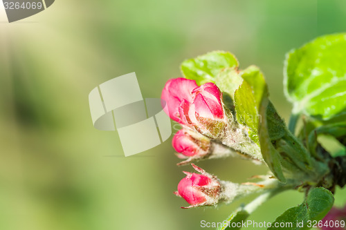Image of apple bud in spring