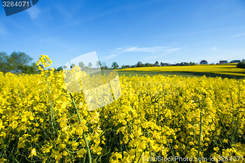 Image of yellow field with blue sky