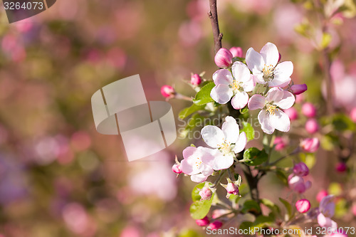 Image of Blossoming apple in spring 