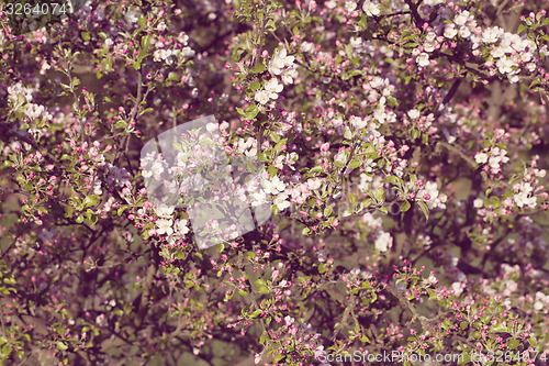 Image of Blossoming apple in spring 