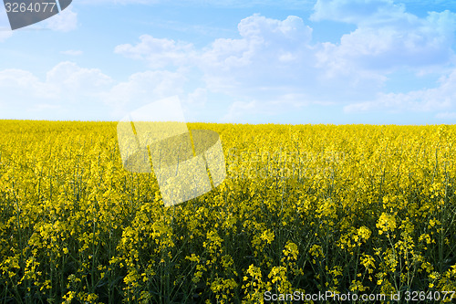 Image of yellow field with blue sky