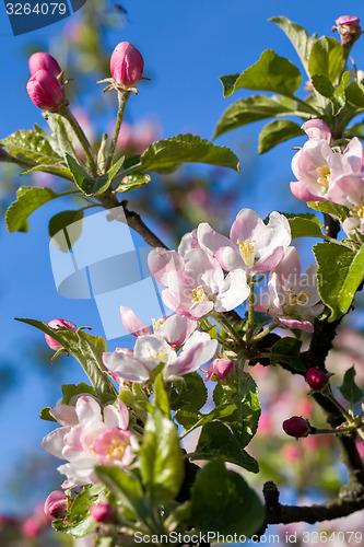 Image of Blossoming apple in spring