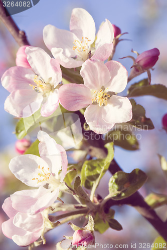 Image of Blossoming apple in spring 