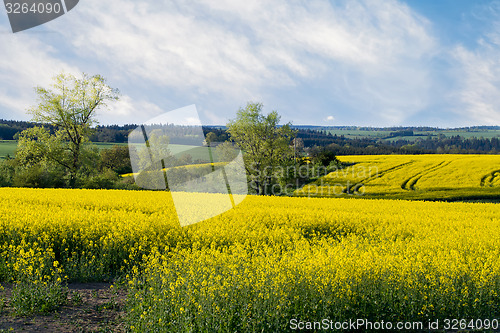 Image of Beautiful spring rural landscape