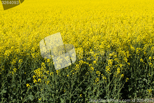 Image of Rape field