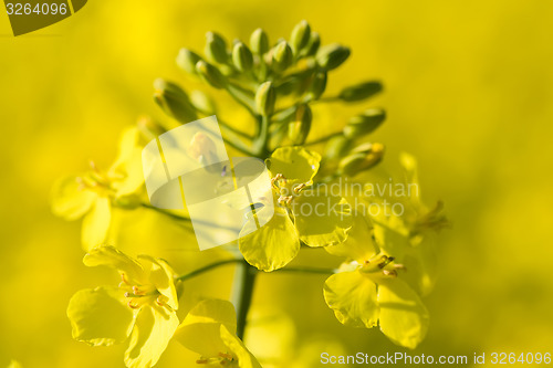 Image of Close up of a Rape field