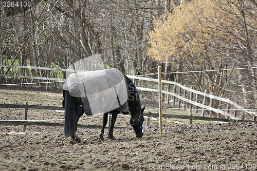 Image of winter horses denmak