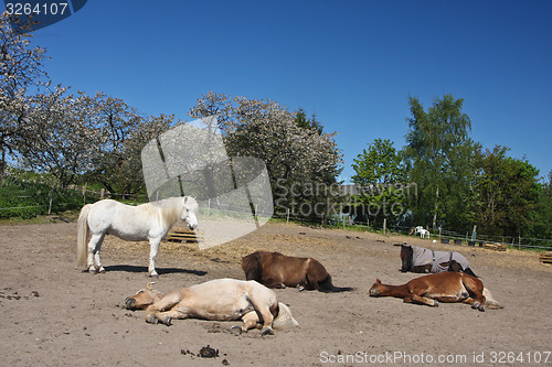 Image of Horse in the summer