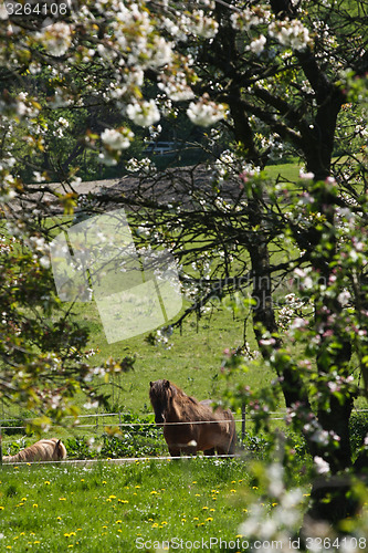 Image of Horse in the summer