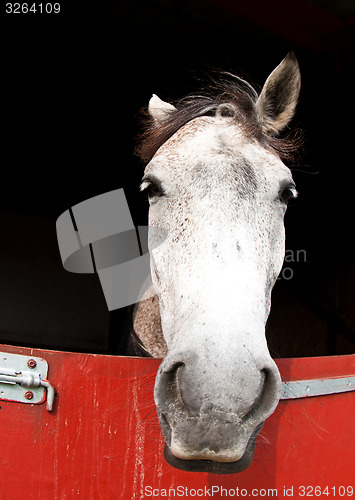 Image of Horse show in denmark