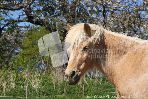 Image of Horse in the summer