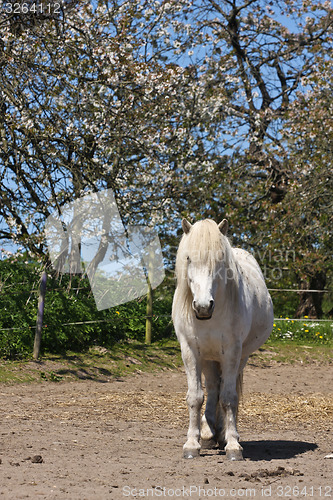 Image of Horse in the summer