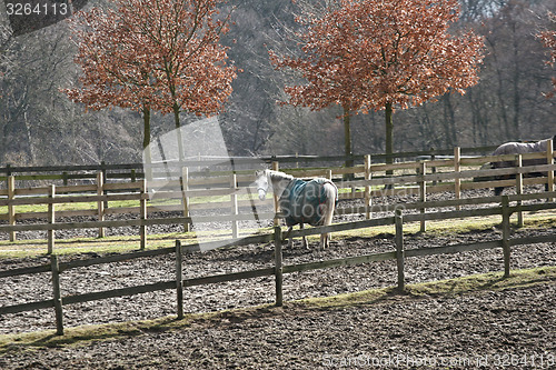 Image of winter horses denmak