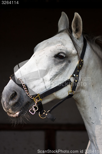 Image of Horse show in denmark