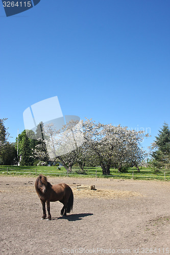 Image of Horse in the summer