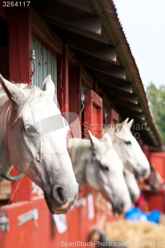 Image of Horse show in denmark
