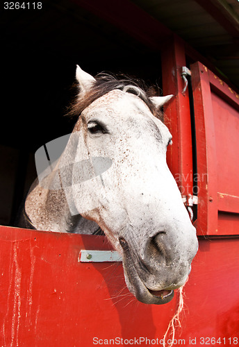 Image of Horse show in denmark